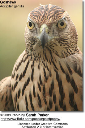 Northern Goshawk
