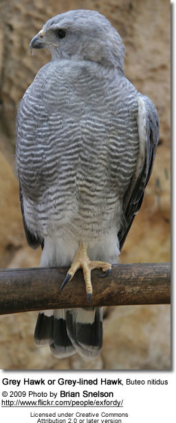 Grey Hawk or Grey-lined Hawk, Buteo nitidus 