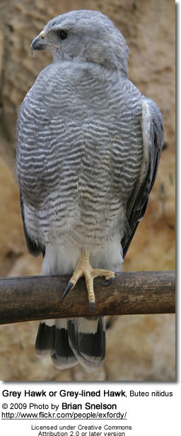 Grey Hawk or Grey-lined Hawk, Buteo nitidus