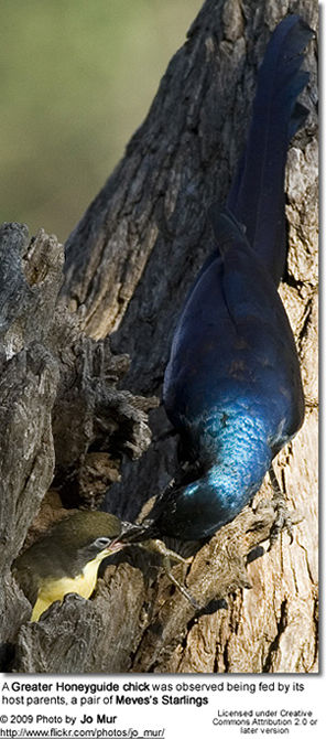 Greater Honeyguide chick being fed by a pair of Meves's Glossy Starlings