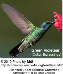 Green Violet-ear Hummingbird