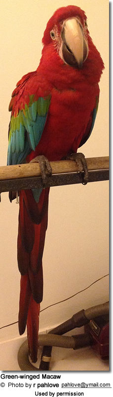 Green-winged Macaw