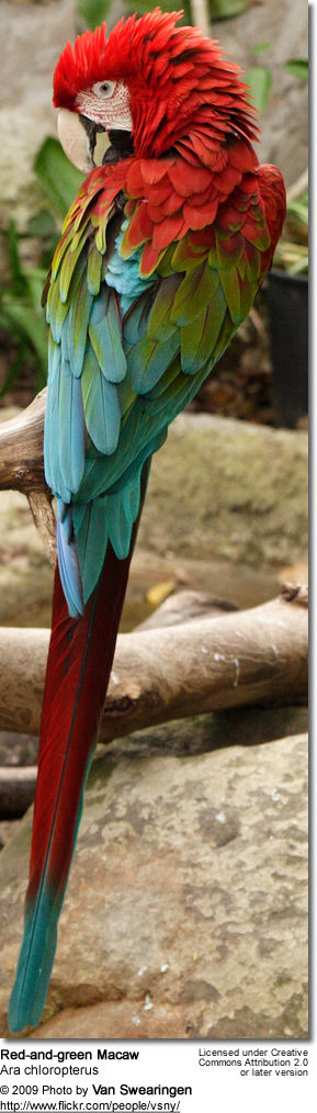 Red-and-green Macaw (Ara chloropterus), also known as the Green-winged Macaw
