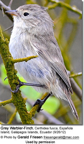 Grey Warbler Finch