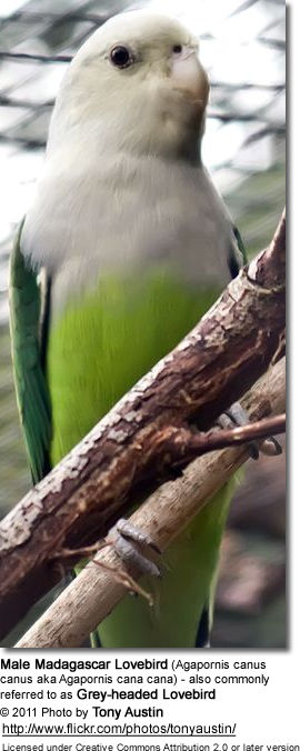 Male Madagascar Lovebird (Agapornis canus canus aka Agapornis cana cana) - also commonly referred to as Grey-headed Lovebird