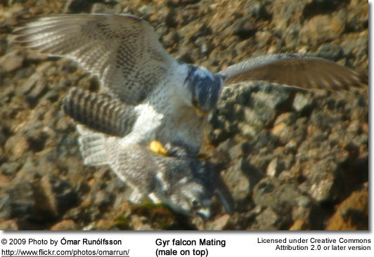 Gyrfalcons mating (male on top)