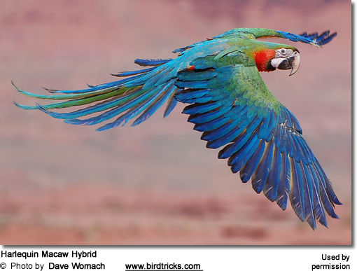 Hybrid Macaws & Mutations Beauty of Birds