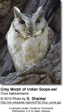 Grey Morph of Indian Scops-owl