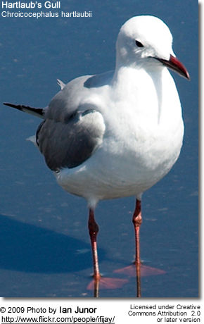 Hartlaub's Gull or King Gull, (Chroicocephalus hartlaubii)