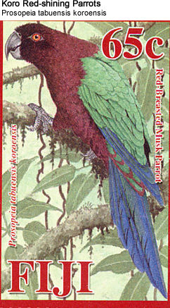 Koro Red-shining Parrots: Species: Scientific: Prosopeia tabuensis koroensis