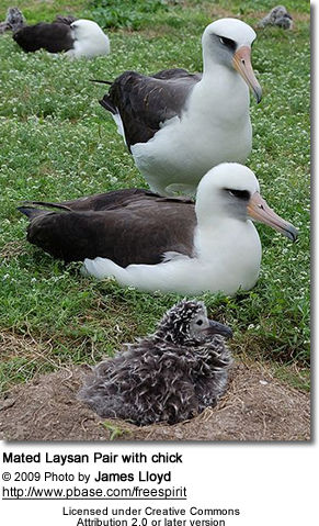 Laysan Albatross, Phoebastria immutabilis