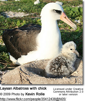 Laysan Albatross with chick
