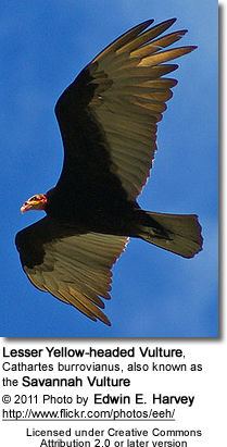 Lesser Yellow-headed Vulture