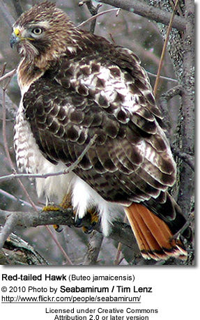 Leucistic Red Tailed Hawk