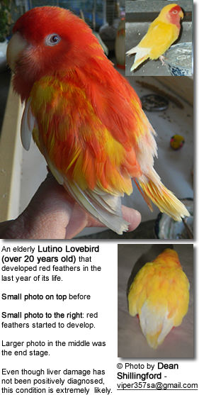 Common Lovebird Diseases Beauty Of Birds