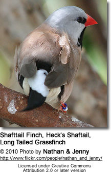 Long Tailed Grassfinch