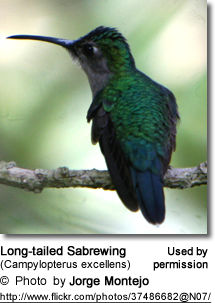 Long-tailed Sabrewing (Campylopterus excellens)