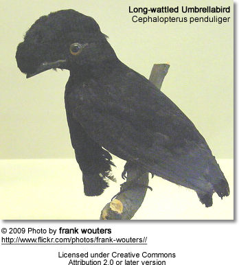 Long-wattled Umbrella Bird