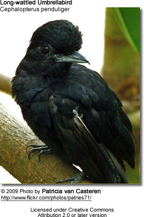 Long-wattled Umbrellabird