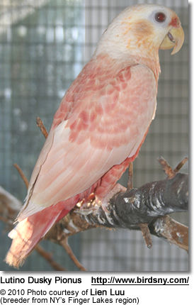 Lutino Dusky Pionus
