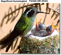 Female Magnificent Hummingbird with chicks