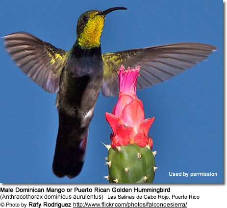 Male Dominican Mango or Puerto Rican Golden Hummingbird 