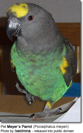 Meyer’s Parrot (Poicephalus meyeri)