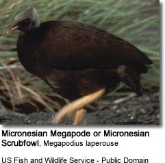 Micronesian Megapode or Micronesian Scrubfowl, Megapodius laperouse