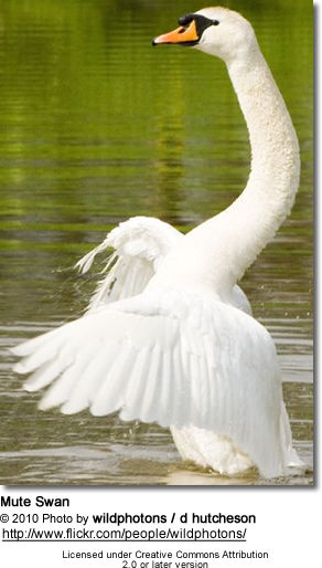 Mute Swan Cygnus atratus