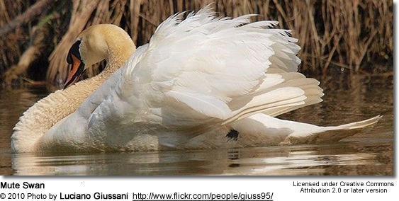 Mute Swan Cygnus atratus
