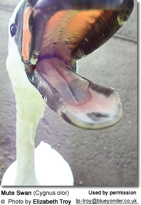 Mute Swan (Cygnus olor) Mouth Detail