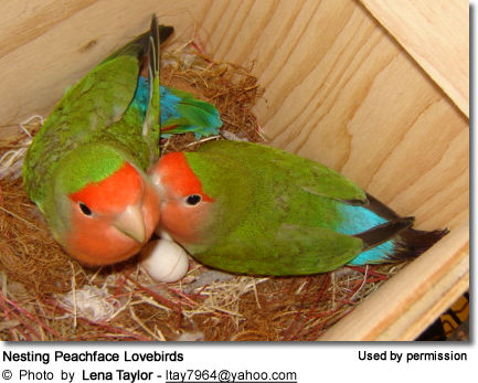 Burung Lovebird Peachface Bersarang