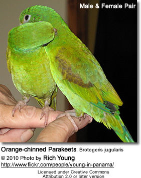 Orange-chinned Parakeet, Brotogeris jugularis