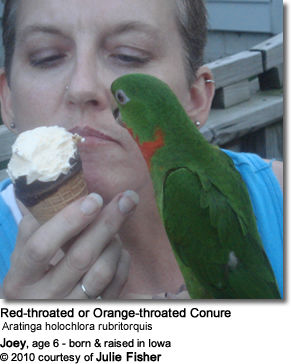 Red-throated Parakeet, also known as Red-throated or Orange-throated Conure (Aratinga holochlora rubritorquis)