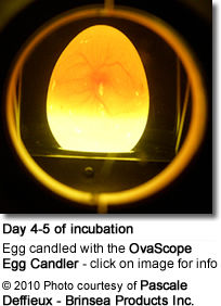 OvaScope egg scope