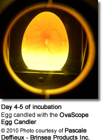 OvaScope egg scope