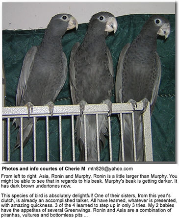 Vasa Parrots