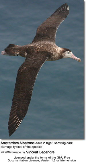 Amsterdam Albatross adult in flight, showing dark plumage typical of the species