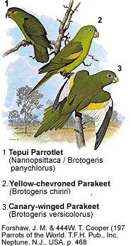 Tepui Parrotlet