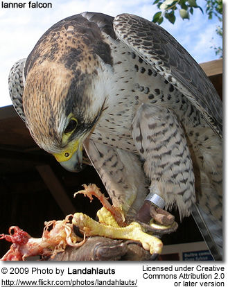 Feeding Peregrine Falcon