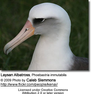Laysan Albatross, Phoebastria immutabilis