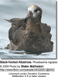 Phoebastrianigripes2