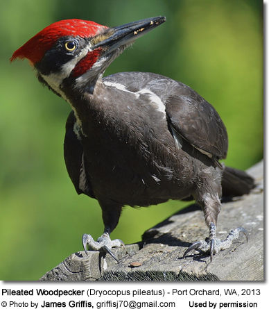Pileated Woodpecker (Dryocopus pileatus) - Port Orchard, WA, 2013