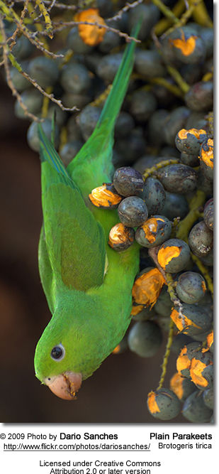 Plain Parakeets (Brotogeris tirica)