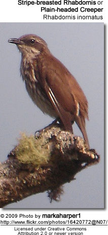 PlainheadedCreeper