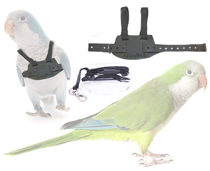 Quaker Parrot with Avianweb's EZ Bird Harness
