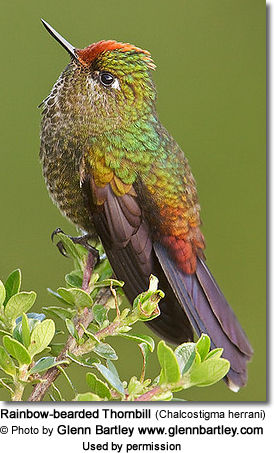 Rainbow-bearded Thornbill (Chalcostigma herrani