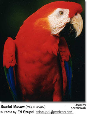 Red-and-green Macaws or Green-winged Macaws (Ara chloroptera)