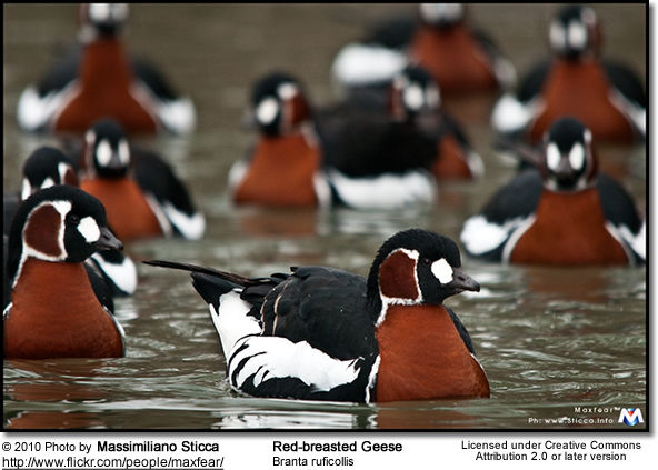Red-breasted Goose (Branta ruficollis)