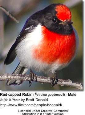 Red-capped Robin (Petroica goodenovii) - Male